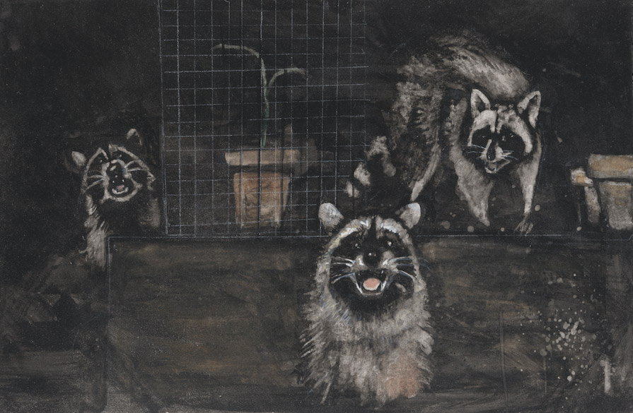Racoons Laughing